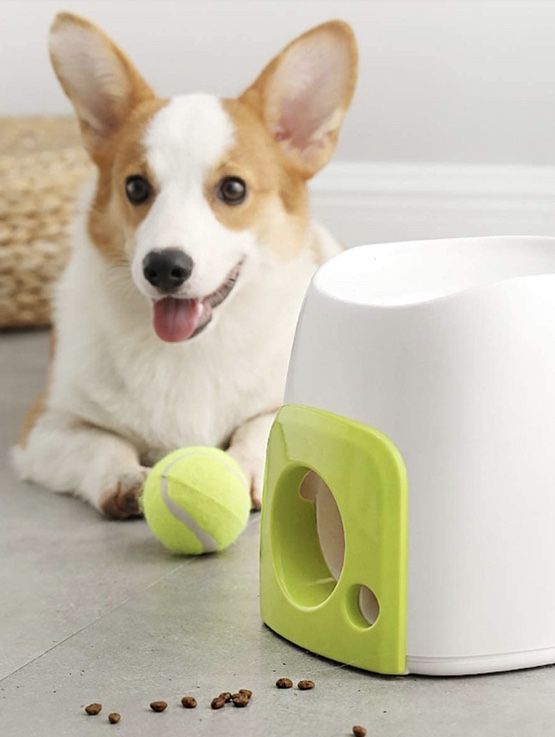 Interactive & Enrichment Toys